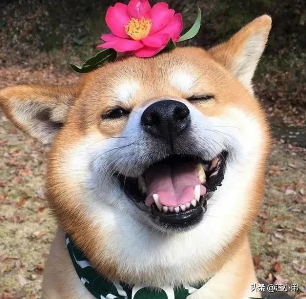 人和狗分开之后，狗狗还会记得以前的主人吗？插图66