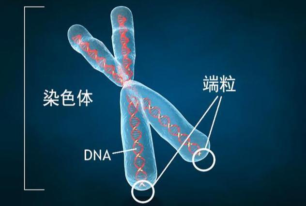 亚马逊创始人开始研究长生不老，从科学的角度来讲，20年后人类能实现返老还童吗