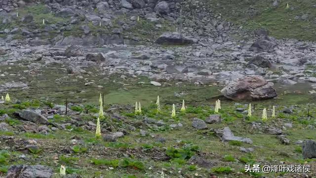 今年喜马拉雅山帝王花图片:喜马拉雅山400年一见的帝王花 有一种兰花叫“鬼兰”，一朵花能换一套房子，是真的吗？