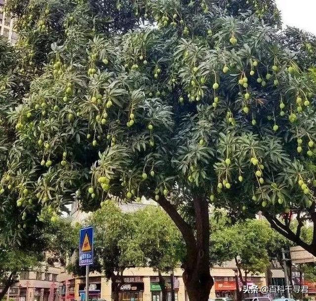 长芒杜英果实能吃吗:有谁知道这是什么植物的果实，粘粘的？