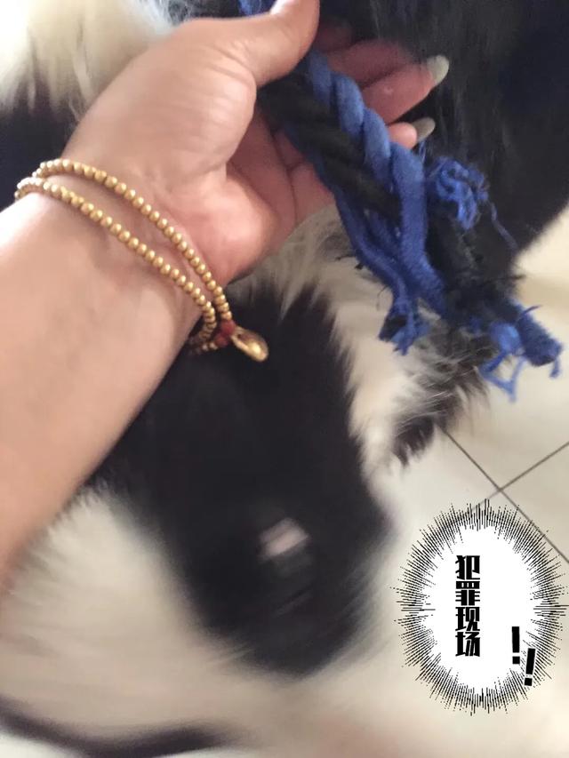 边境犬智商:你对边境牧羊犬的智商怎么评价？