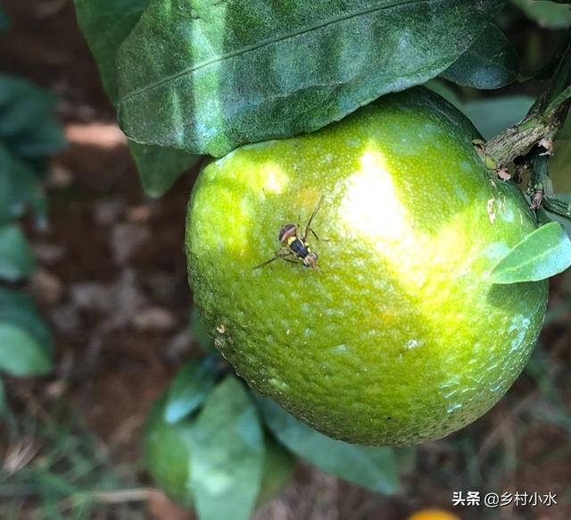 水果大战害虫:桃小食心虫蛀食果实危害大，多种果树受害如何防治？