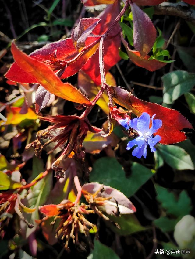 重阳节怎么过(什么是重阳节重阳节是什么意思)