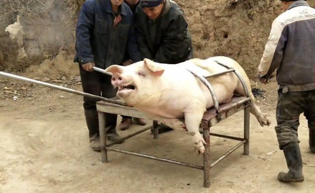 小鱼吃吃吃小游戏:鱼能感觉到疼痛吗？鱼被杀的时候会发出求救信号吗？