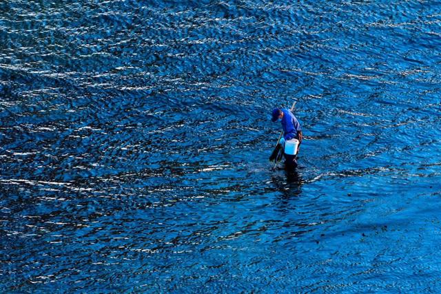 老妈说70年代海里的小海鲜有的是，人们都不稀得吃，是真的吗？插图