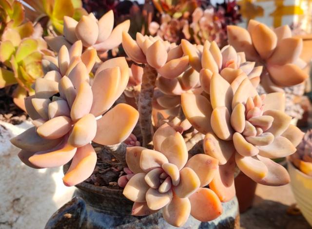 厚脸皮的养殖方法有哪些呢:厚脸皮植物该如何修剪才好看？