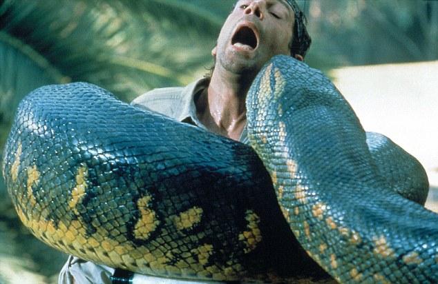 鳄鱼和蟒蛇:巨蟒可以吞下整头牛，如果是人可以逃生吗？