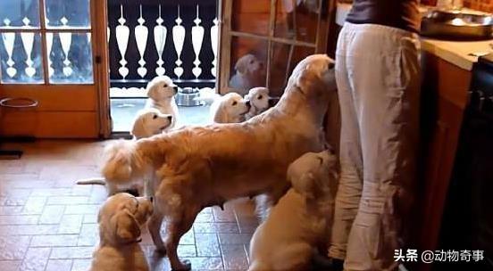 头条问答 公狗会知道孩子是自己的骨肉吗 146个回答