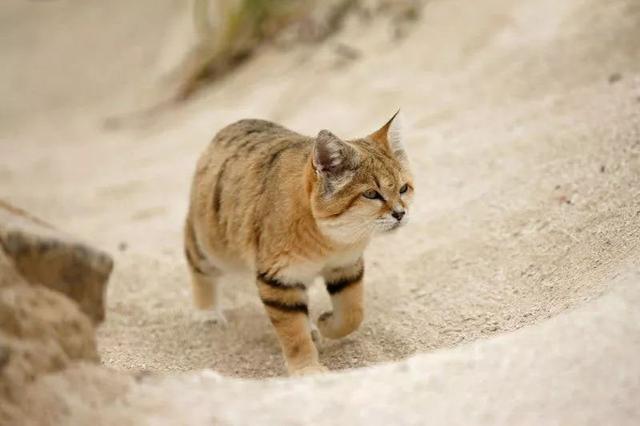 长耳跳鼠多少钱:被称为“猎蛇”专家的“沙漠猫”，为什么可以一个月不喝水？ 长耳跳鼠简笔画