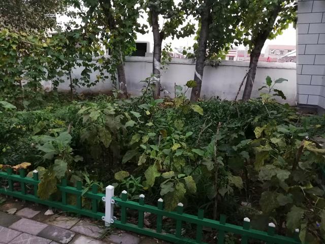 张艺谋几个孩子:你觉得现在生几个小孩最好？