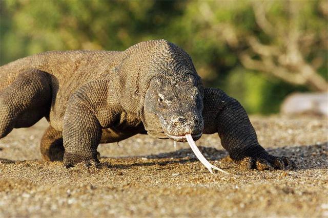 可摩多巨蜥是最大的蜥蜴吗，一个成年人被科莫多巨蜥咬了一口，现在的医学水平能救治吗