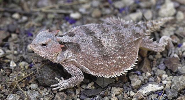 蜥蜴喷血是怎么做到的?