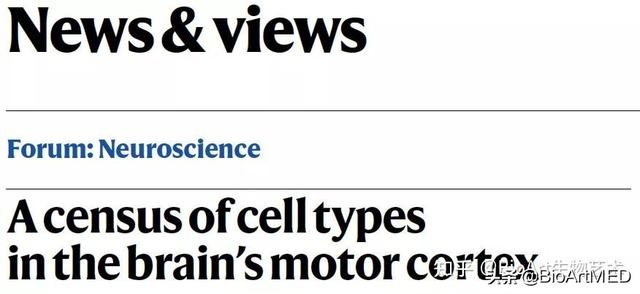 小狨猴价格:侏儒狨猴生长在哪 16篇Nature发布大脑运动皮层细胞图谱的意义在哪？