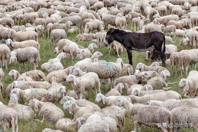 草原教学反思(草原上有的牧民用驴来守护羊群，而不是用牧羊犬，是真的吗)