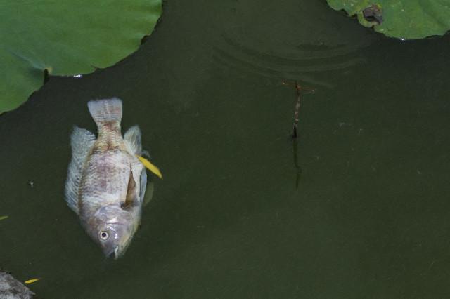 美国亚洲鲤鱼泛滥成灾，美国为什么要整治亚洲鲤鱼