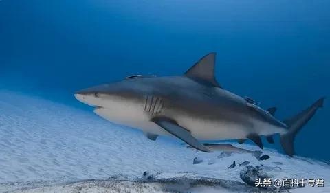 淡水中有鲨鱼吗，尼加拉瓜湖里为什么会有鲨鱼