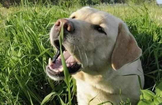 狗狗突然拼命吃草，是怎么回事？插图14