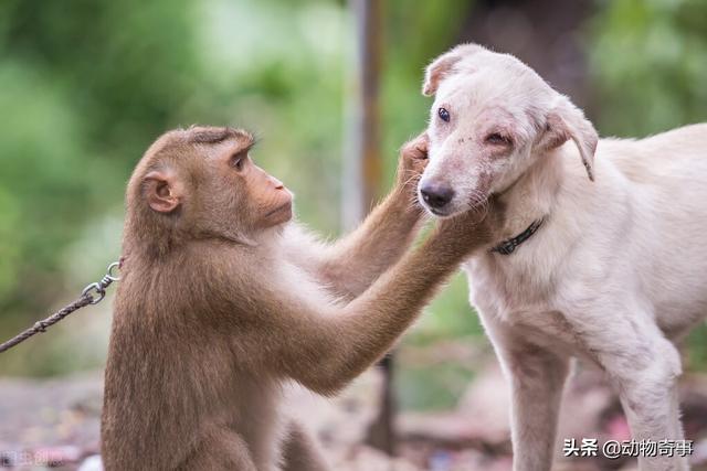 猴子调戏狗狗 结局让人大跌眼镜:为什么一将狗狗抱起来，它就会变得很老实，不乱动？