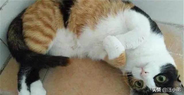 我们家猫咪快要生了，跟前跟后的一直望着我叫，给猫粮也不吃了。是什么原因？插图23