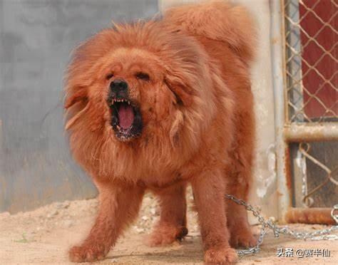 狗的命门在哪里？被大型犬追咬时，怎样做才是正确的自救方法？插图5