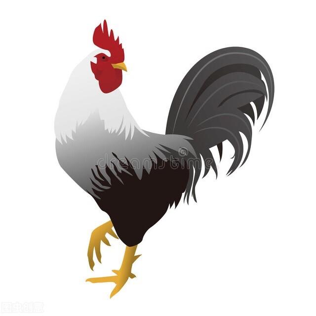 属鸡的人和属狗的人可以一起做生意吗？属鸡和哪些生肖相处比较好？