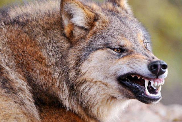 狗狗对屠夫会害怕，在野外屠夫遇到狼是否一样，狼也会怕？插图23