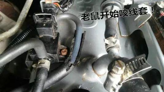 老鼠怕什么樟脑丸吗:有什么有效的办法防止老鼠进车？