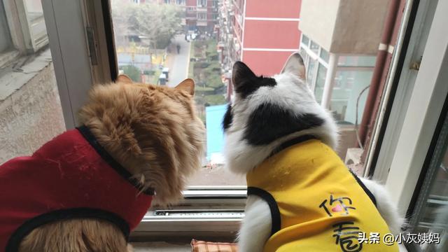 流浪狗和流浪猫好句子:那些收养流浪猫、流浪狗的是些什么人？