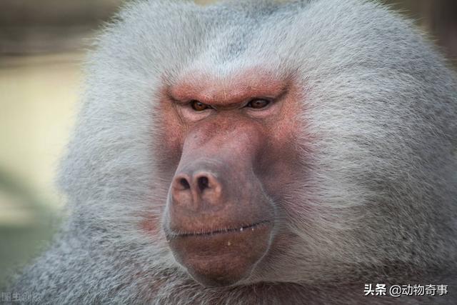 猴子调戏狗狗 结局让人大跌眼镜:为什么一将狗狗抱起来，它就会变得很老实，不乱动？