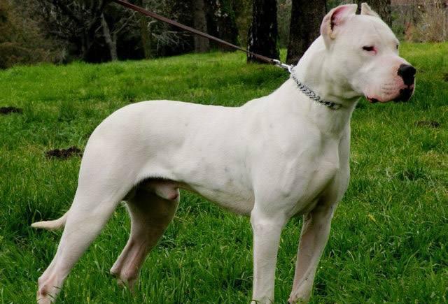 比特犬图片:地球上被禁养的10种猛犬，藏獒的战斗力能否干过狼？ 纯种比特犬图片