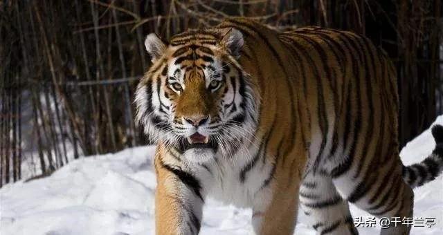 狗狗对屠夫会害怕，在野外屠夫遇到狼是否一样，狼也会怕？插图27