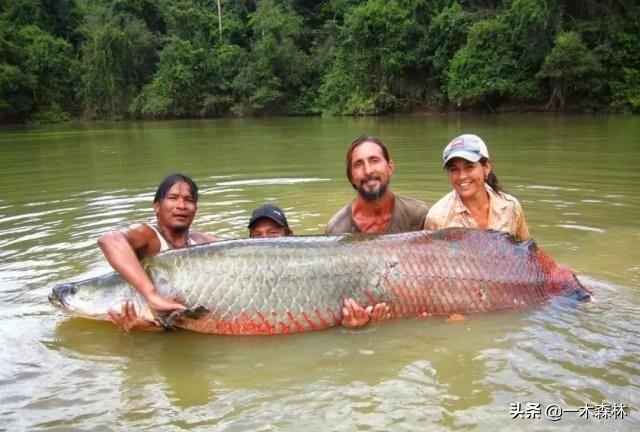 湾鳄和食人鱼谁厉害:食人鱼如此可怕，为什么没有在亚马逊河泛滥？