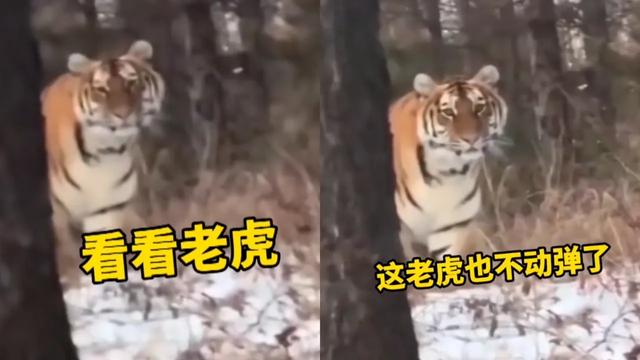 最近老虎伤人事件:三头牛两死一伤！东北虎为何会下山猎牛？人遇到老虎该如何自保？