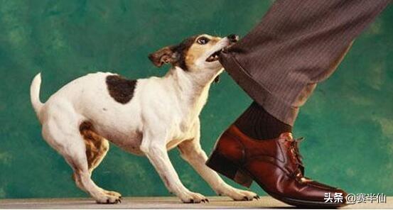 狗的命门在哪里？被大型犬追咬时，怎样做才是正确的自救方法？插图6