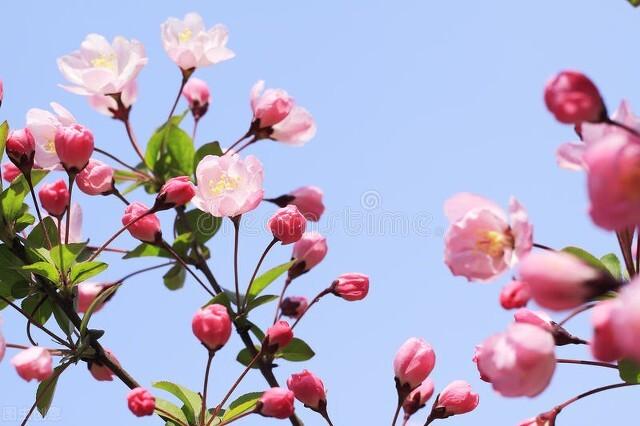 张爱玲说人生有三大遗憾：鲥鱼多刺、海棠无香、《红楼》未完，有什么深意？插图13