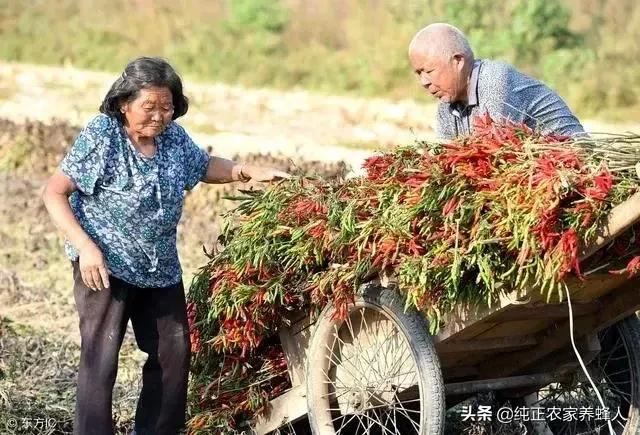 对于有儿有女的农村老人的养老问题,你怎样看待？