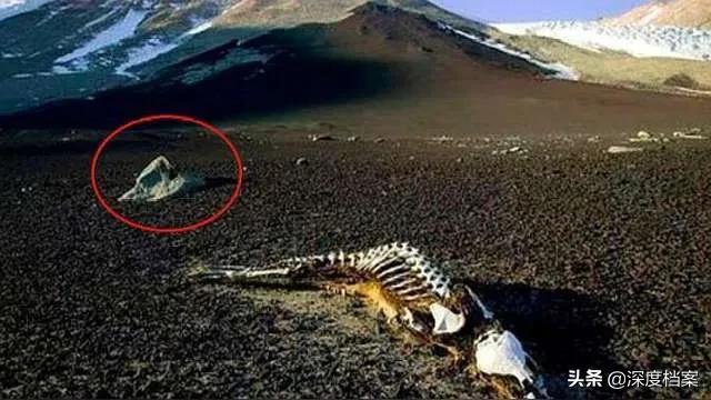 昆仑死亡谷:昆仑山死亡谷为什么被列为禁地？传说中的昆仑巨兽是什么生物？