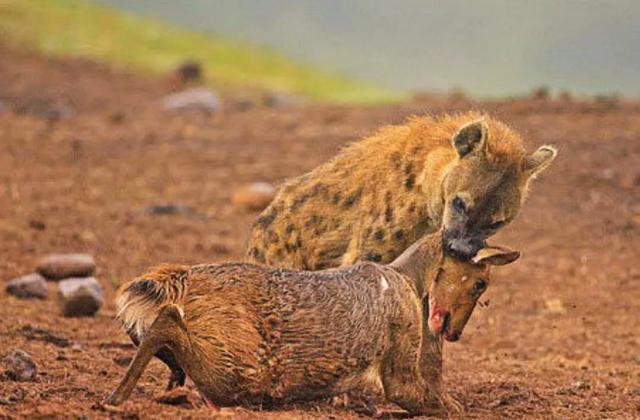 雄性狗的生殖器官图片:有那么多的部位不咬，鬣狗为何偏爱掏肛子？这口味未免太重了？