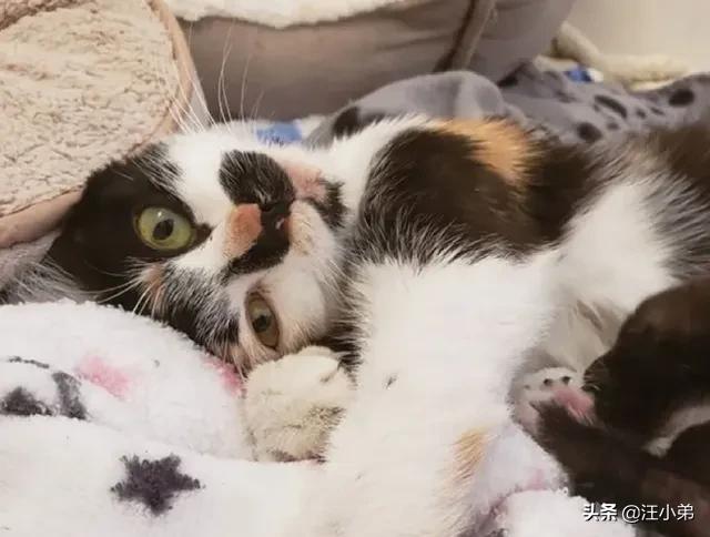 我们家猫咪快要生了，跟前跟后的一直望着我叫，给猫粮也不吃了。是什么原因？插图18