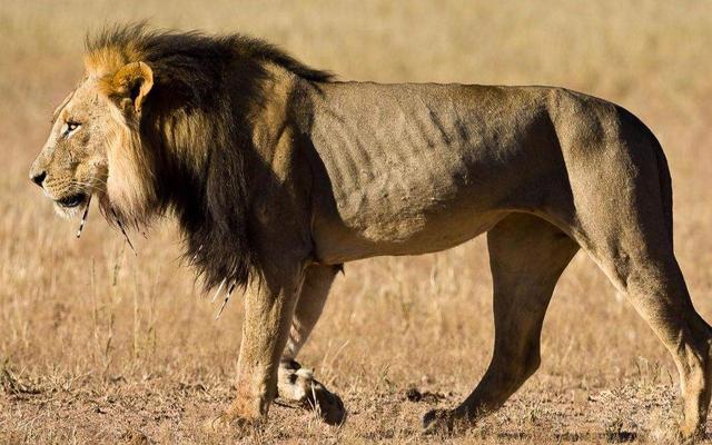 牛头梗 豪猪:牛头梗大战豪猪 狮子是百兽之王，为什么遇到豪猪却秒怂？