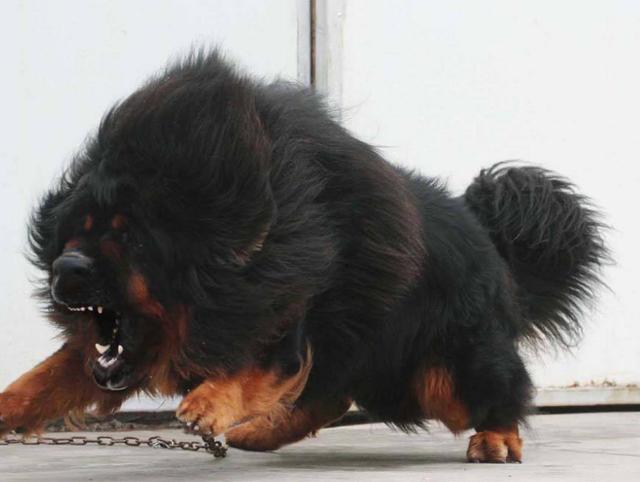 狗狗对屠夫会害怕，在野外屠夫遇到狼是否一样，狼也会怕？插图16