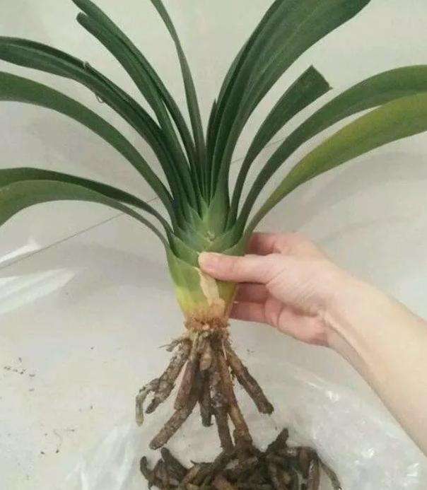 如何让烂根君子兰快速生根