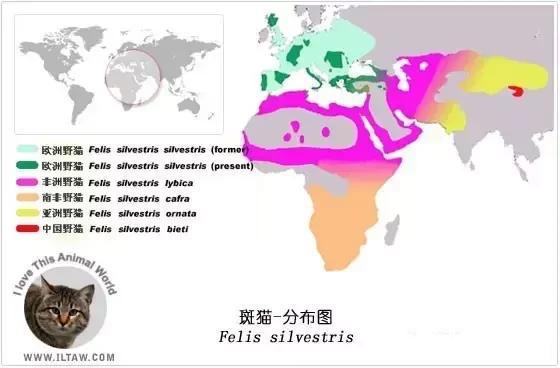 老虎埋自己的便便吗？插图8