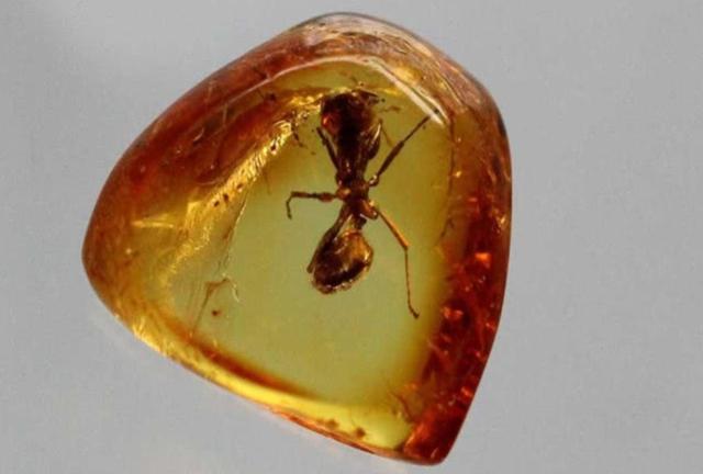 世界上最帅的虫子，琥珀里的昆虫万年不腐，古人为何不用琥珀来给尸体做防腐