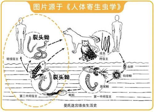乌苏里蝮蛇:蛇泡到酒里，蛇身体里寄生虫会被酒泡死吗？喝了会感染寄生虫吗？