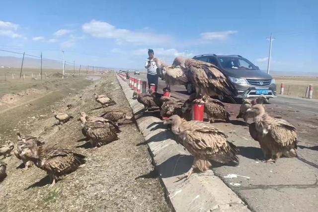 昆明垂耳兔价格:如果疫情清零，你是否愿意花1个月工资出去旅游放松自己呢？