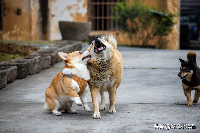 狗为什么会吃屎 屎里有没有营养元素 头条问答