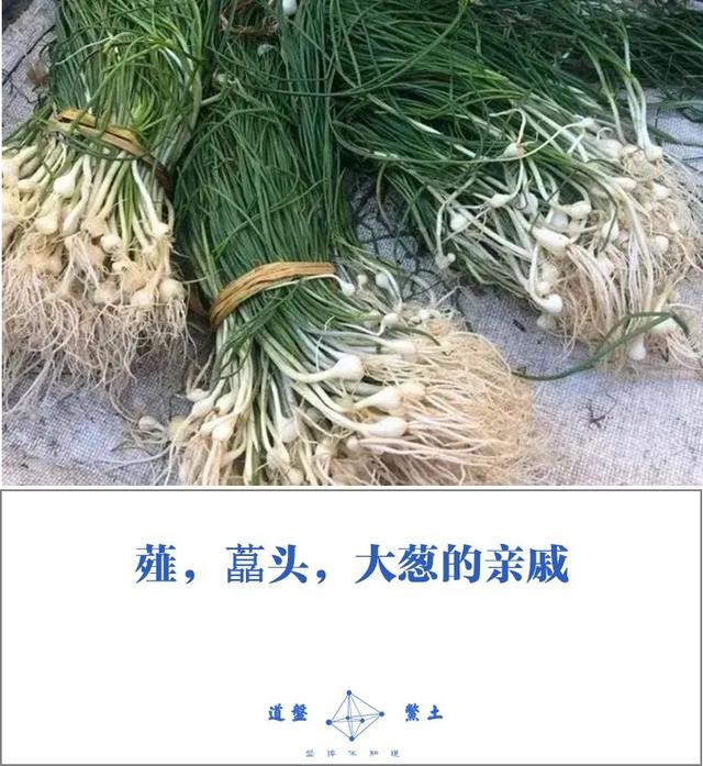 秦始皇时代的人们都吃些什么？主食蔬菜是如何烹饪的？插图21