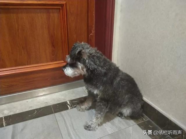 宠物狗知识:宠物狗喜欢周游四海还是喜欢安定的居家生活？