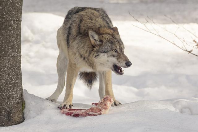 狗狗对屠夫会害怕，在野外屠夫遇到狼是否一样，狼也会怕？插图12